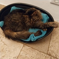 photo de livraison pour Clan du chat libre