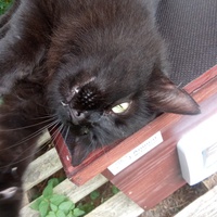 photo de livraison pour Chats Oubliés