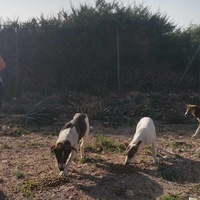 photo de livraison pour 4 Pattes Mogador