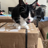 photo de livraison pour Association C.A.T.S. Chat Animal Terrien Solidarité
