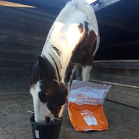 photo de livraison pour Happy Horse Day