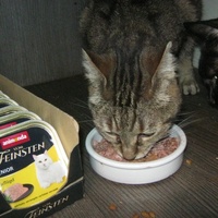 photo de livraison pour Au Bonheur des Chats Libres
