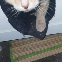 photo de livraison pour Protect Cat