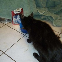 photo de livraison pour Les Chats de la Rue