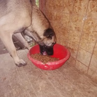 photo de livraison pour asociatia centrul de formare pentru activitati voluntare natura deva