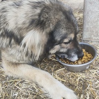 photo de livraison pour Svetlana Bjelogrlic