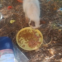 photo de livraison pour Les Chats-Pitresdelavi-Ste