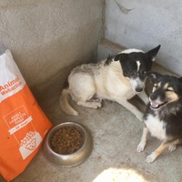 photo de livraison pour Speranta Pentru Animale