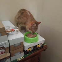 photo de livraison pour Cat Miaou