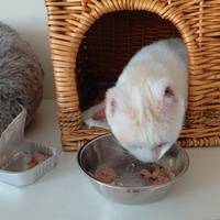 photo de livraison pour Ecole du Chat de Poitiers