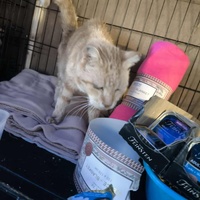 photo de livraison pour Chats Libres de Béziers