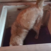 photo de livraison pour Paroles de Chats