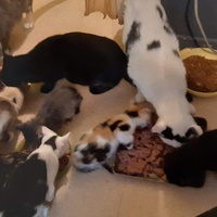 photo de livraison pour Pour l'Amour des Chats