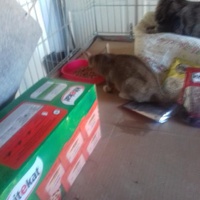 photo de livraison pour Les chats Port-Saint-Louisiens