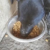 photo de livraison pour Serbian Society for the Protection of Animals - SSPA