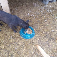 photo de livraison pour Happy Shelter Skopje