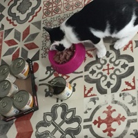 photo de livraison pour Les Chats Libres Condom 32