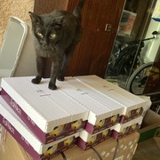 photo de livraison pour STREET CATS