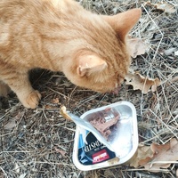 photo de livraison pour Cat Miaou