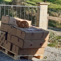 photo de livraison pour Chats errants du val du crenu
