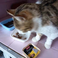 photo de livraison pour L'école du Chat d'Ollioules