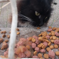 photo de livraison pour L'Ecole du Chat Istreen