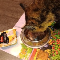 photo de livraison pour Cosette