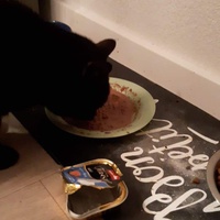photo de livraison pour Felis Canis Association