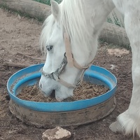 photo de livraison pour Equi-Libre : Droit à la Retraite Equine
