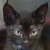 photo animal