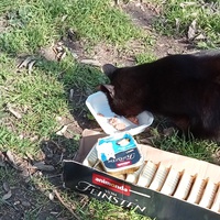 photo de livraison pour Ecole du Chat des Alpilles