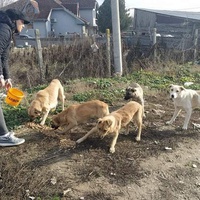 photo de livraison pour Civic Initiative Kane Korzo Skopje