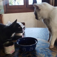 photo de livraison pour Jardin des Chats