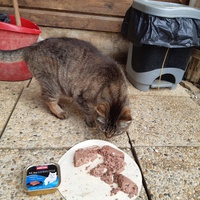 photo de livraison pour Chats errants du val du crenu