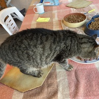 photo de livraison pour Association Des  Chats  De Hyeres