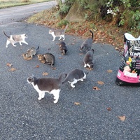 photo de livraison pour Les chats Port-Saint-Louisiens