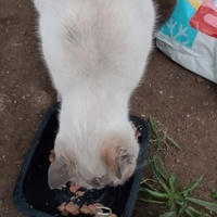 photo de livraison pour Les Chats-Pitresdelavi-Ste