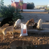 photo de livraison pour 4 Pattes Mogador