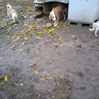 photo de livraison pour Serbian Society for the Protection of Animals - SSPA