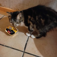 photo de livraison pour Les Chats de la Rue