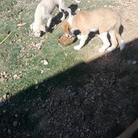 photo de livraison pour Happy Shelter Skopje