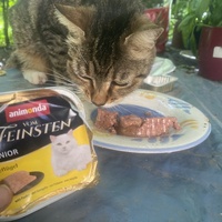 photo de livraison pour Chats-sos