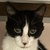 photo animal