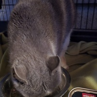 photo de livraison pour Amis de Myrtille