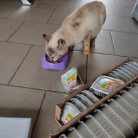 photo de livraison pour Les chats de l'Indifférence
