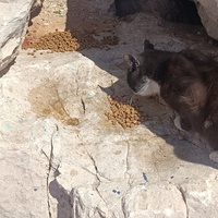 photo de livraison pour Protect Cat