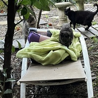 photo de livraison pour Les chats de chez nous