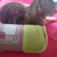 photo de livraison pour Les Chats de la Rue