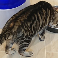 photo de livraison pour Cœur Animal