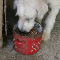 photo de livraison pour asociatia centrul de formare pentru activitati voluntare natura deva
